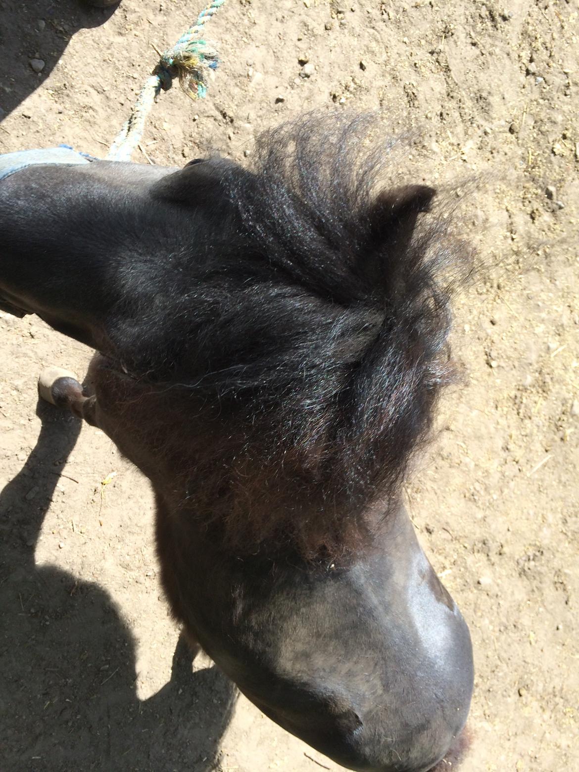 Shetlænder Mr. Bean billede 2