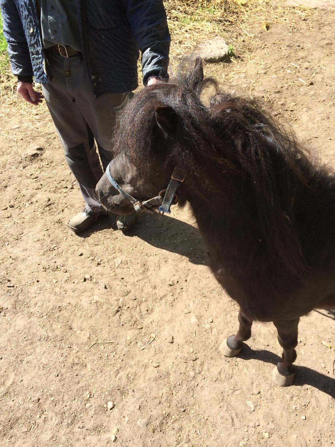 Shetlænder Mr. Bean billede 3