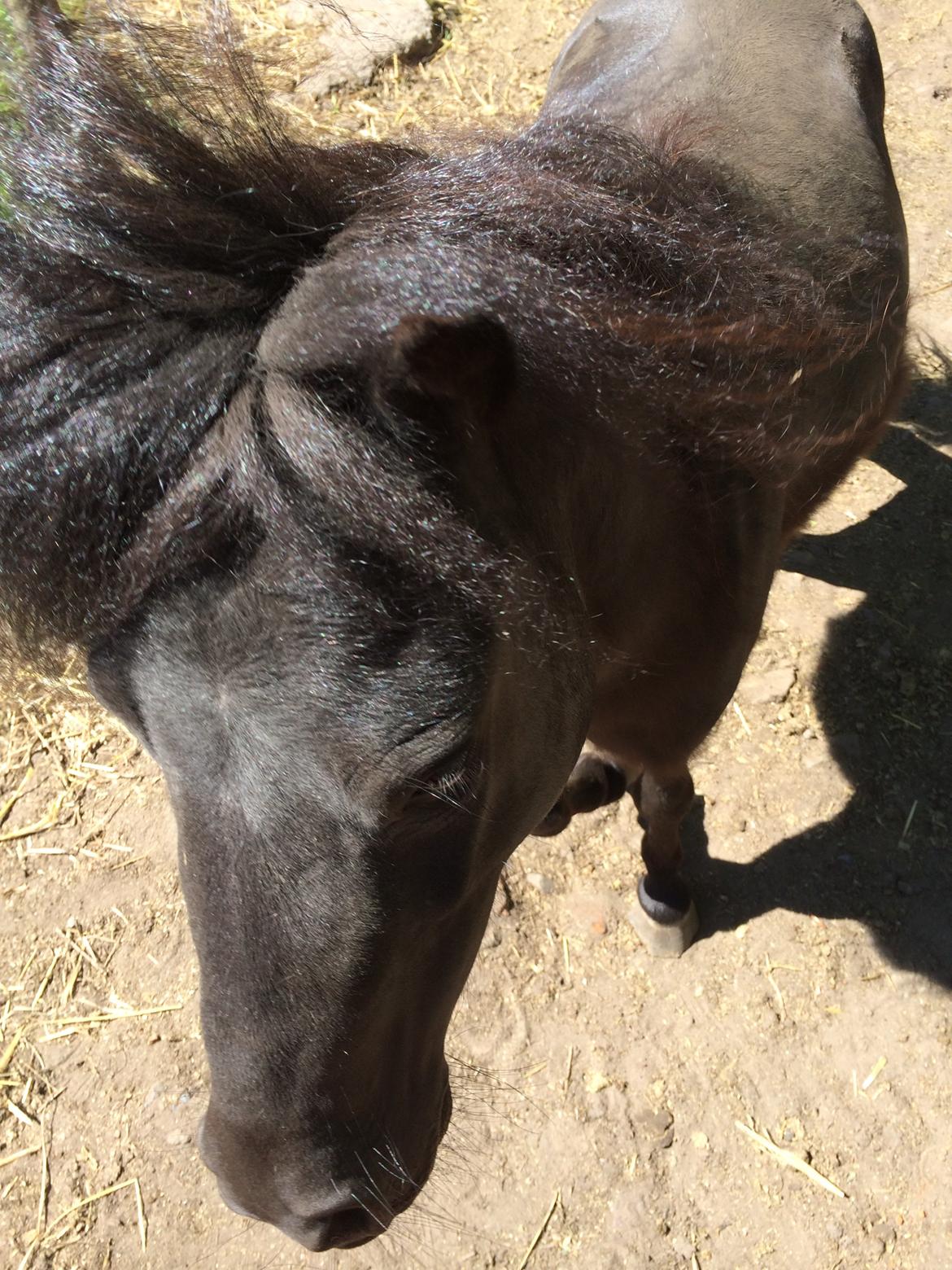 Shetlænder Mr. Bean billede 4