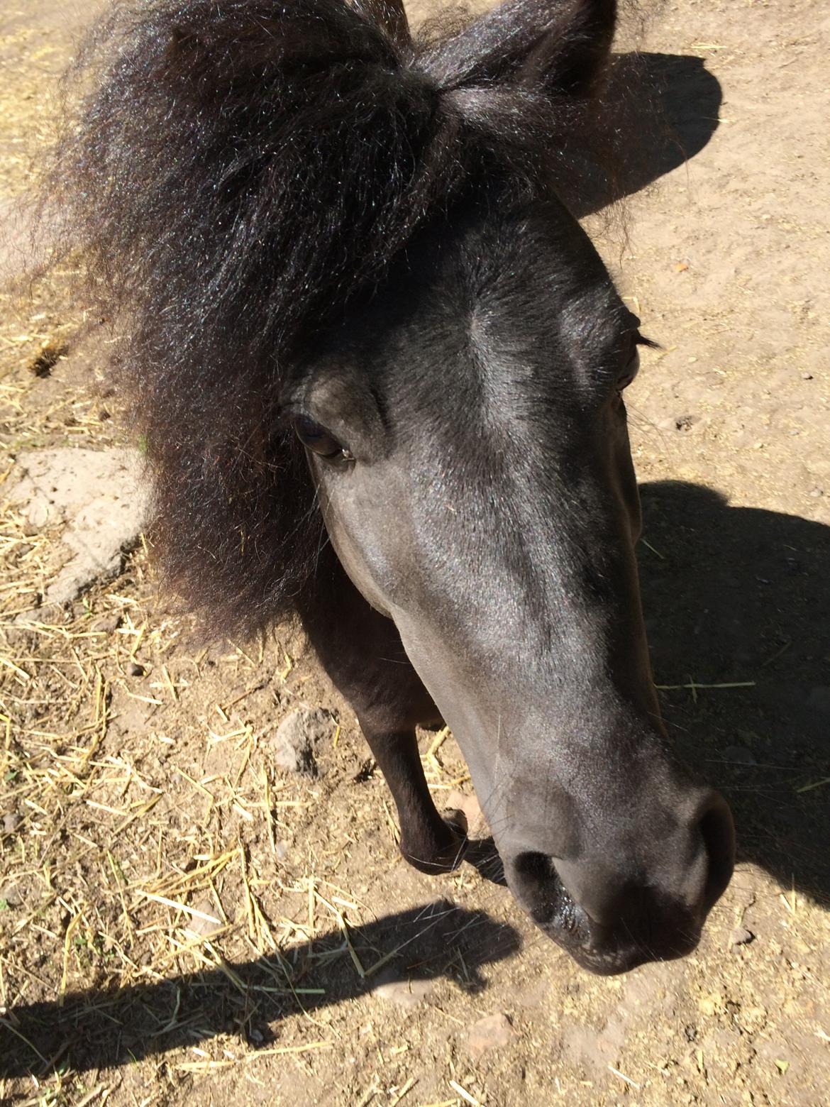 Shetlænder Mr. Bean billede 5