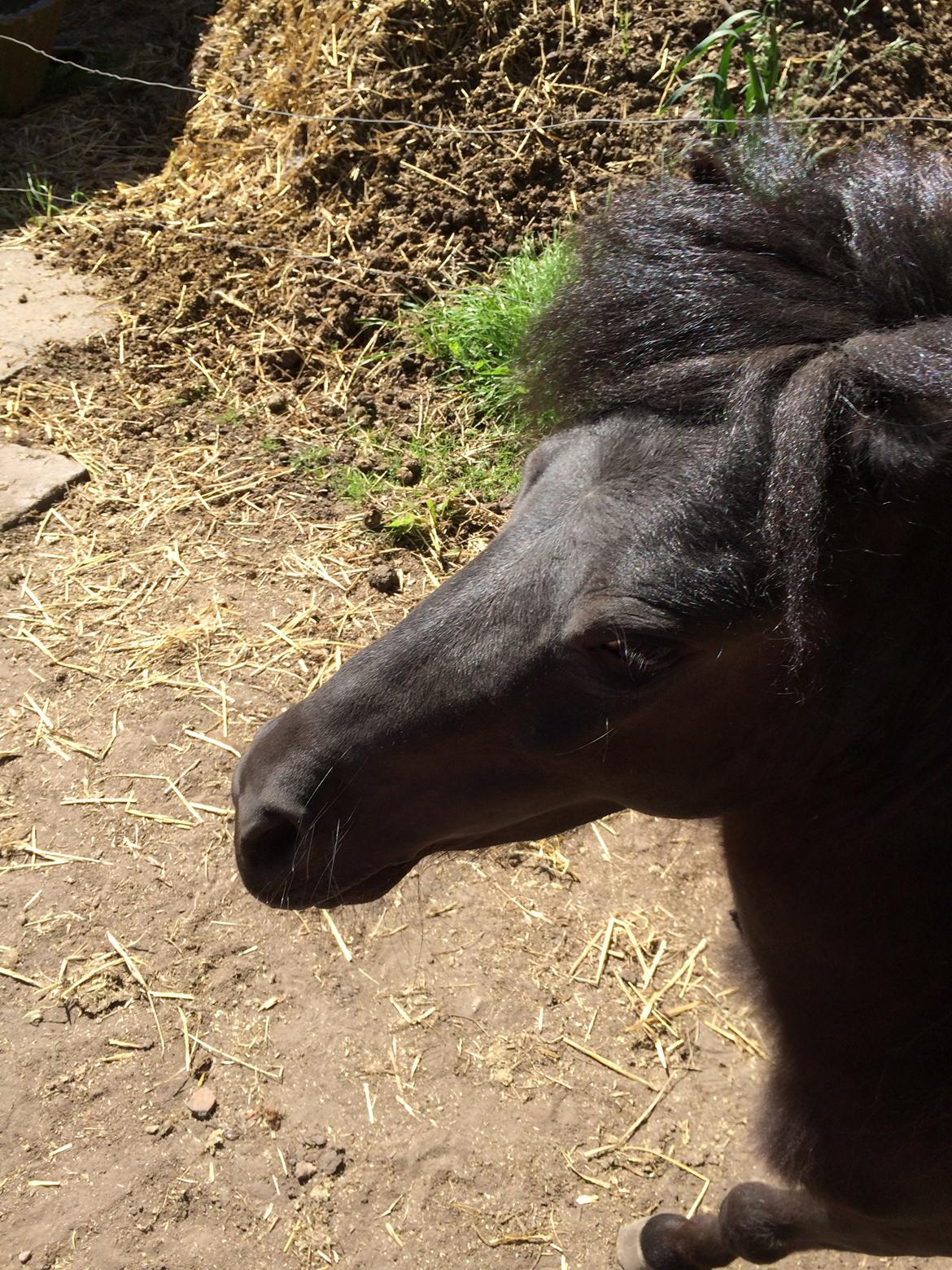 Shetlænder Mr. Bean billede 6