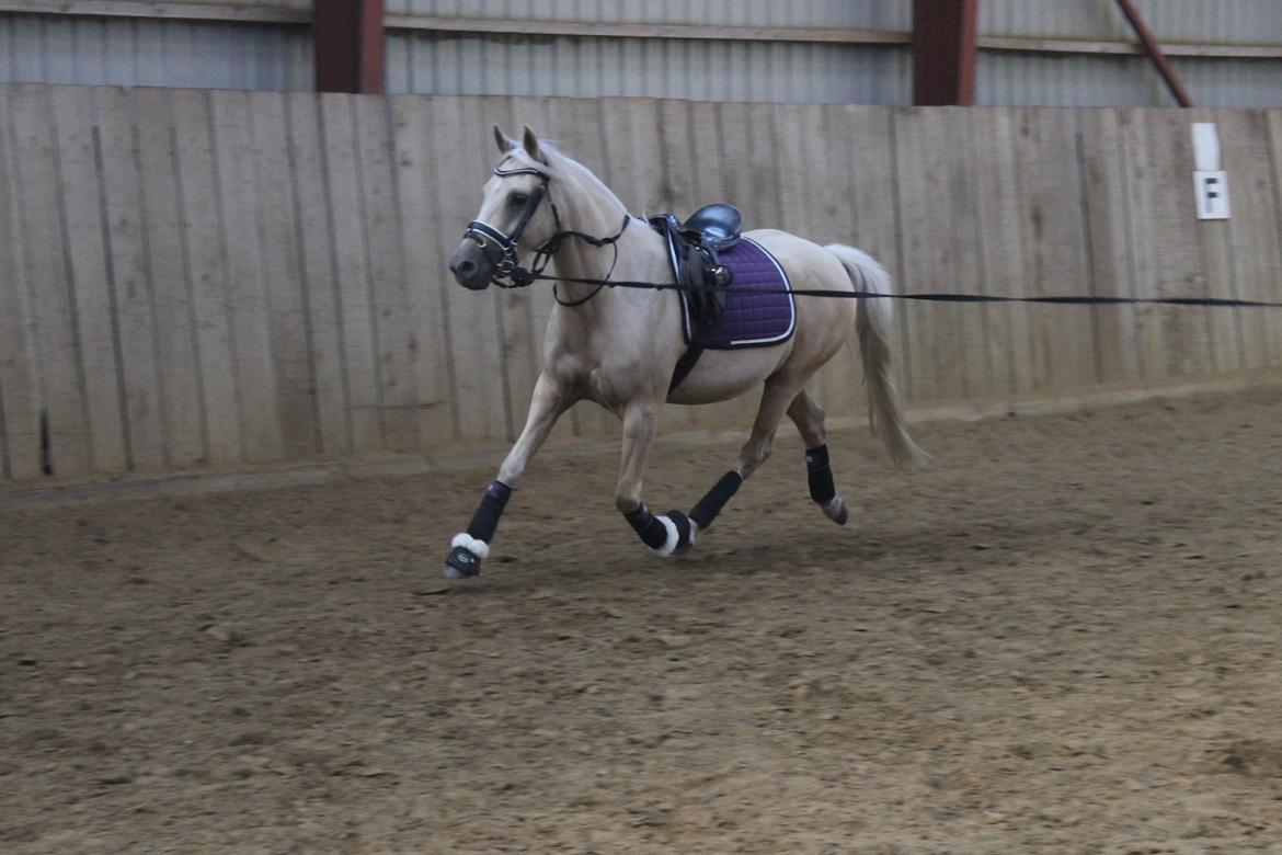 DSP Attention - Flyvende atti :-) billede 14