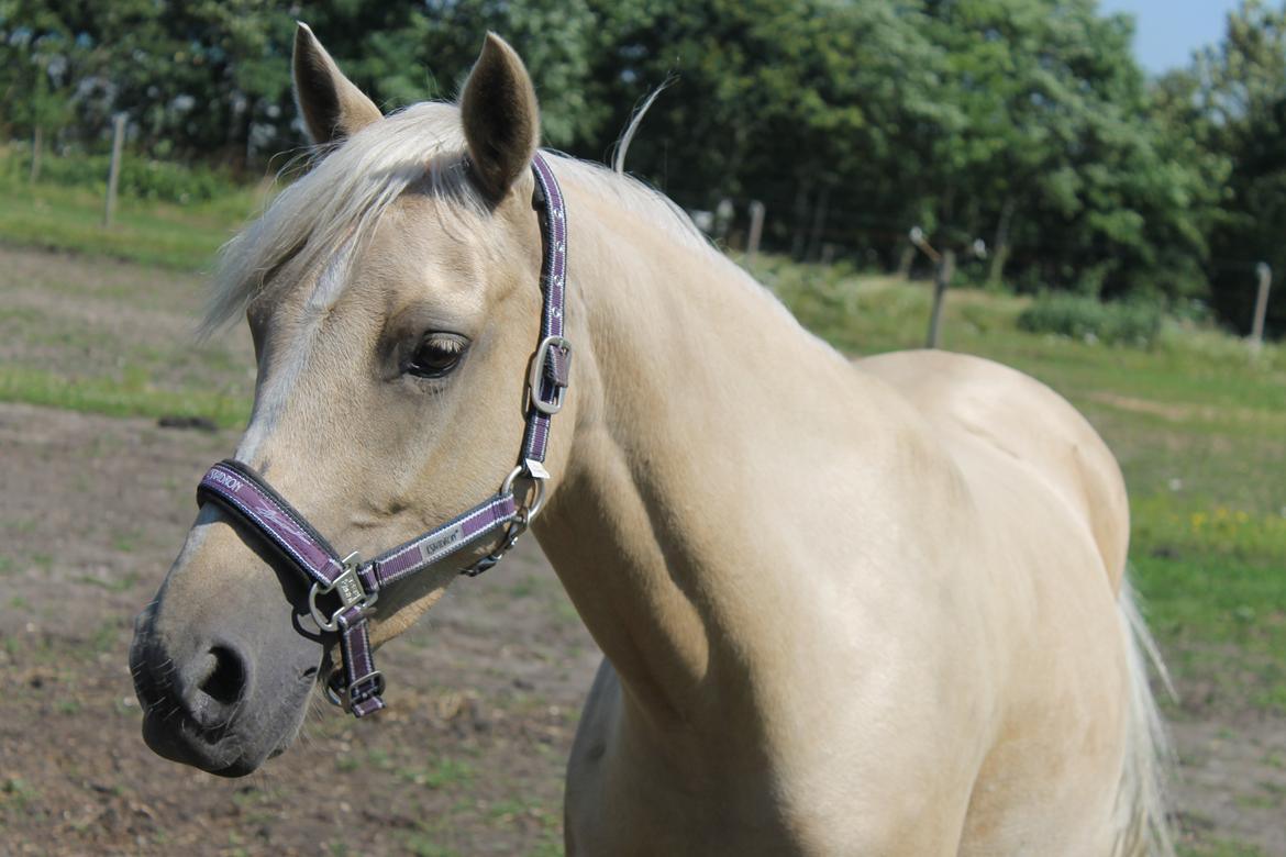 DSP Attention - Mit et og alt <333 - Smukke på folden en sommerdag  billede 16