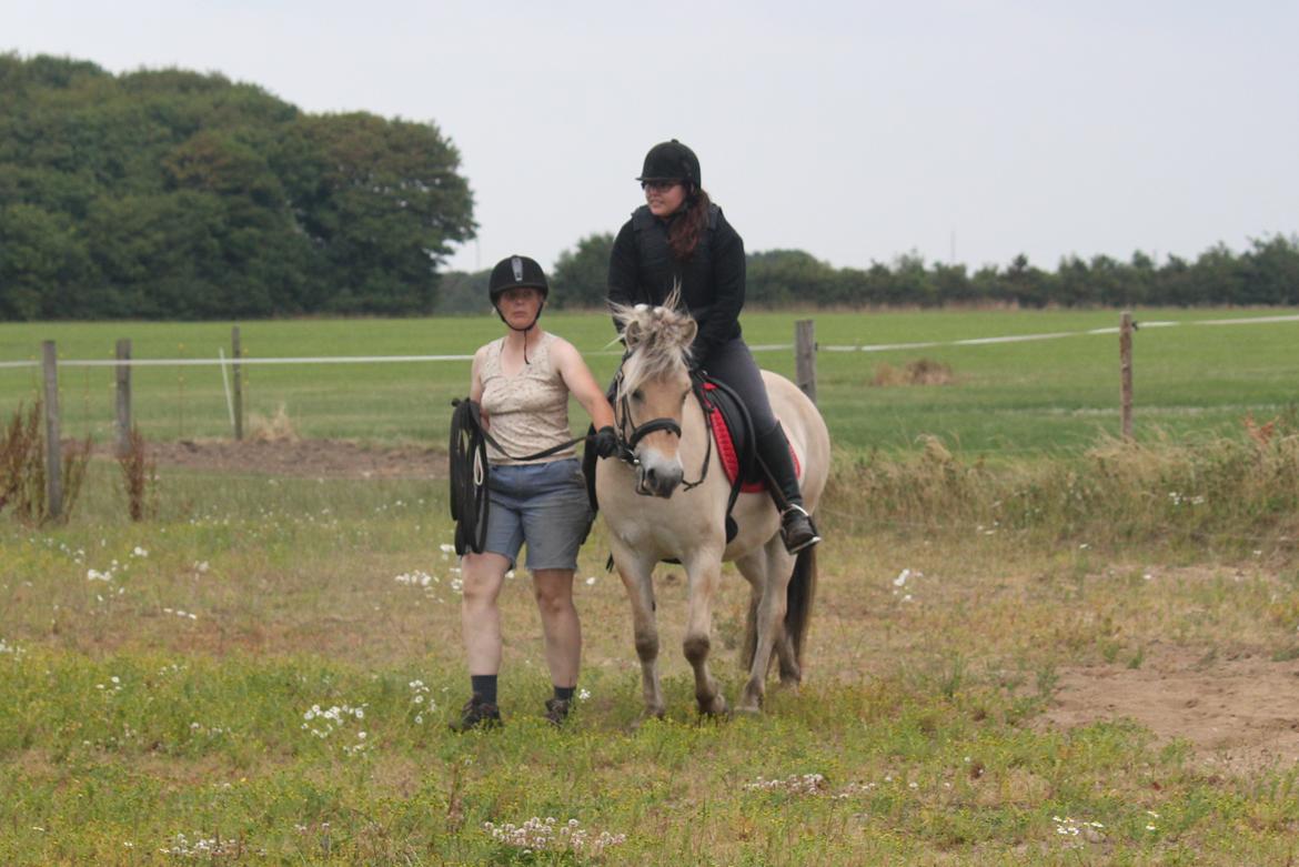 Fjordhest Rimbo Møldrup - Rimbo med rytter for første gang :-) billede 10