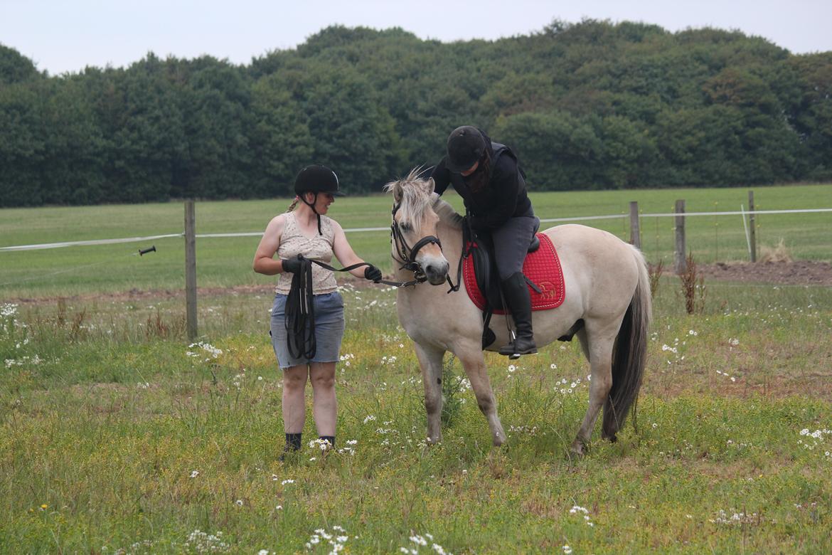 Fjordhest Rimbo Møldrup - Ros til Rimbo - første gang med rytter! billede 19