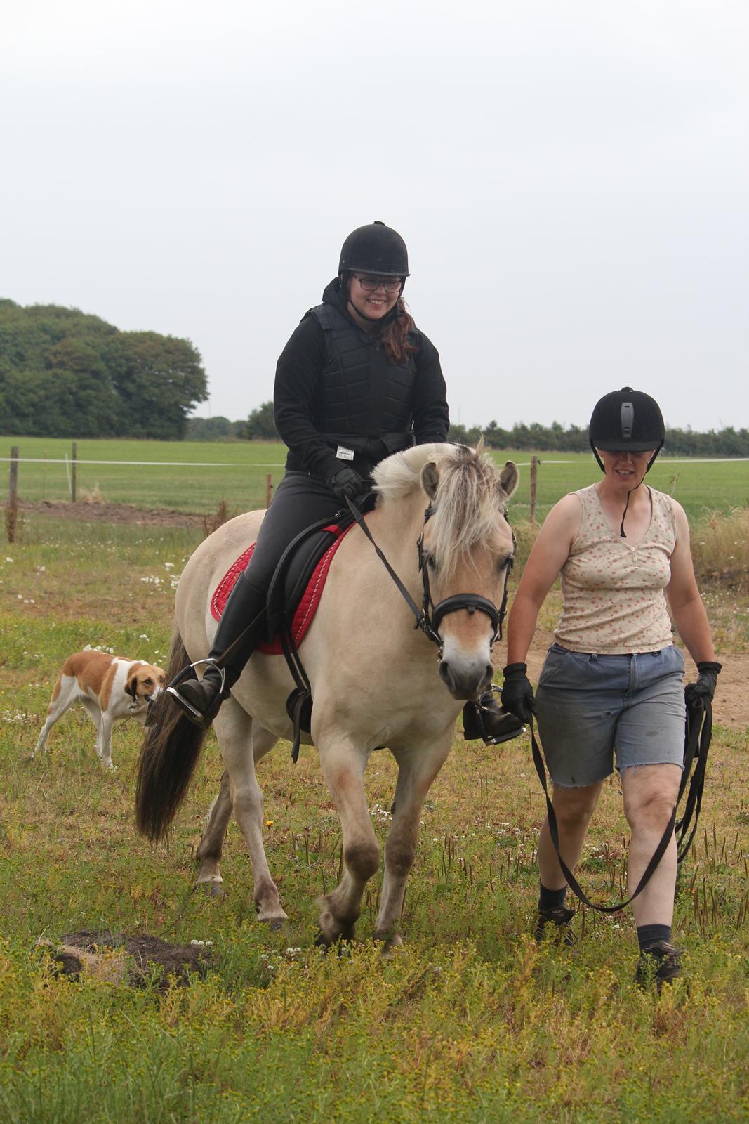 Fjordhest Rimbo Møldrup - Første gang med rytter! billede 1
