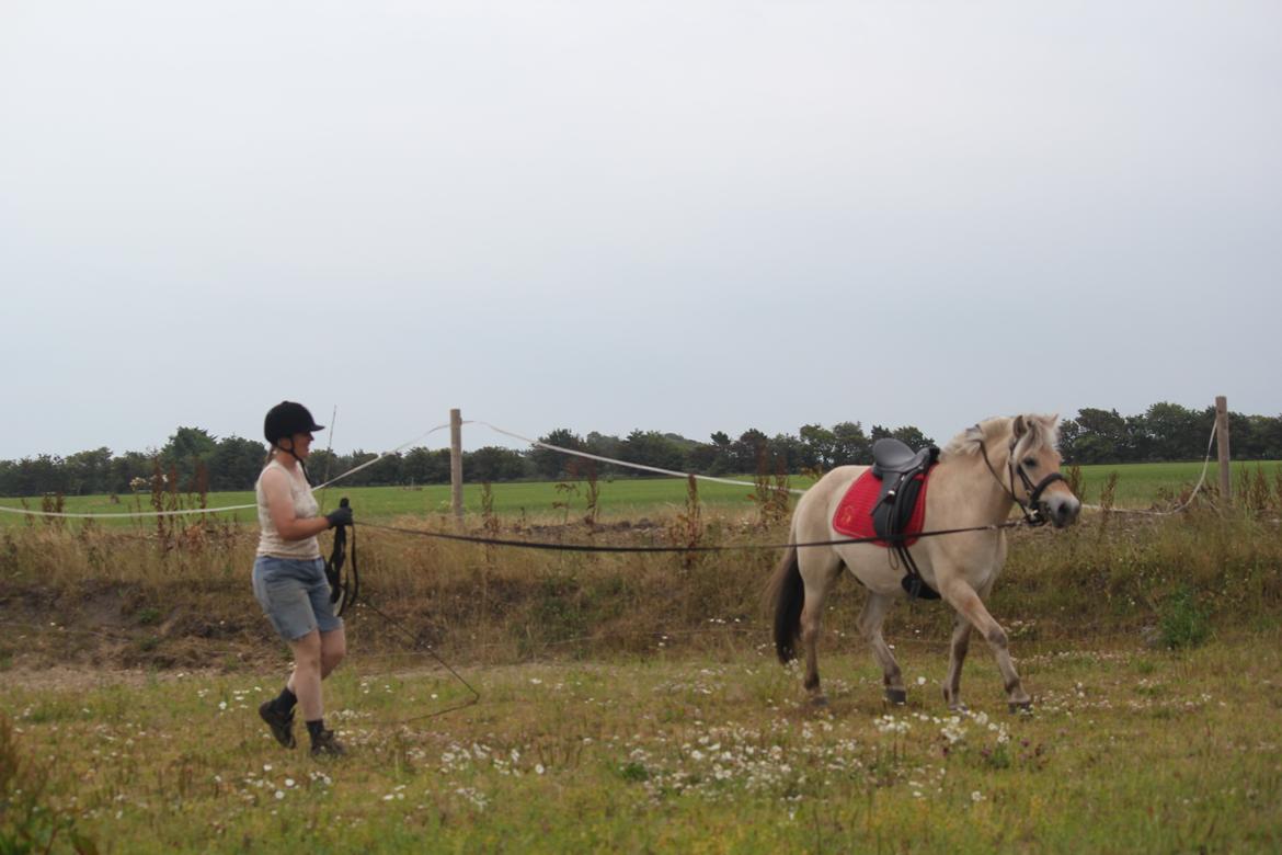 Fjordhest Rimbo Møldrup billede 18