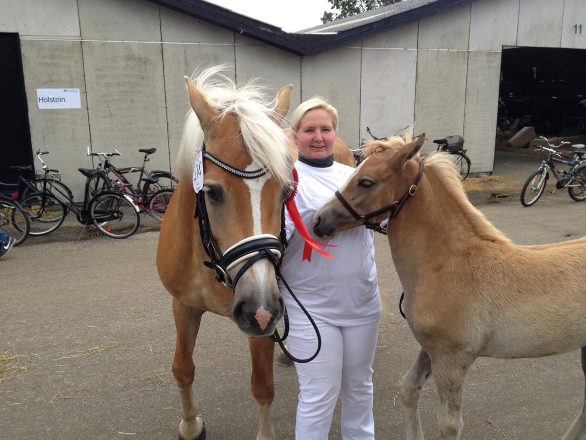 Haflinger Mikka Mosbøl - Mikka & Lady i Herning billede 13