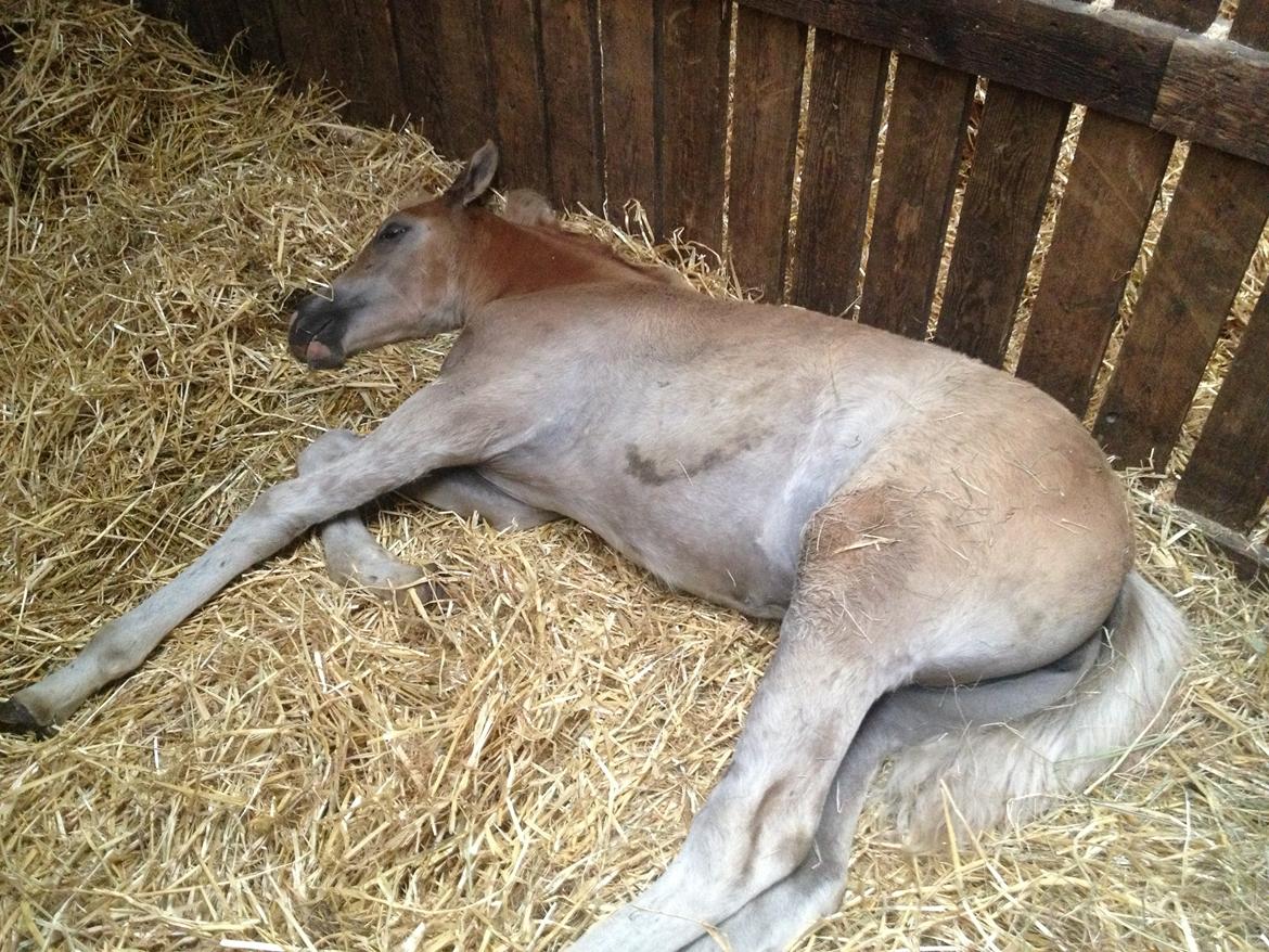 Haflinger Mikka Mosbøl - En træt Mikka i Herning billede 14