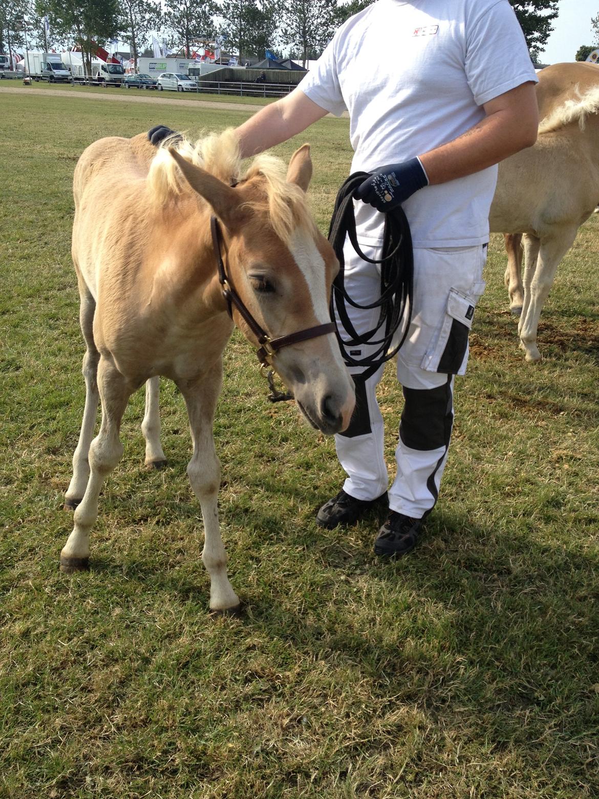 Haflinger Mikka Mosbøl - Mikka i Herning billede 15