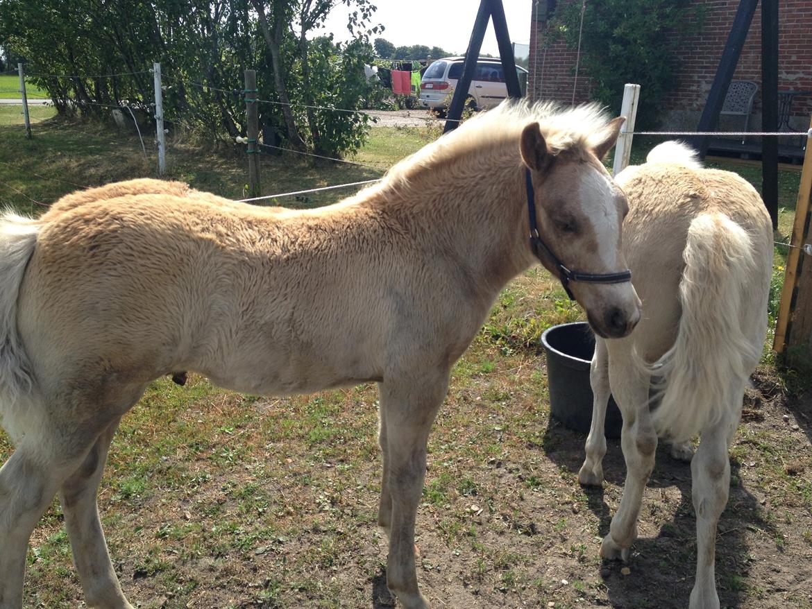 Haflinger Amadillo Mosbøl billede 11