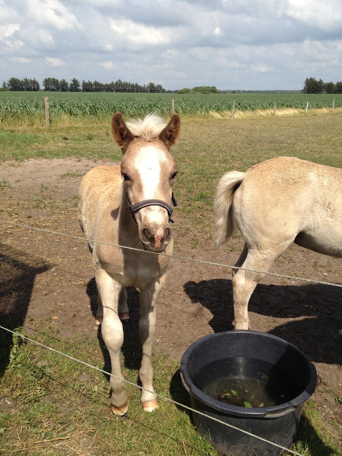 Haflinger Amadillo Mosbøl - Velkommen til Amadillo´s profil billede 1