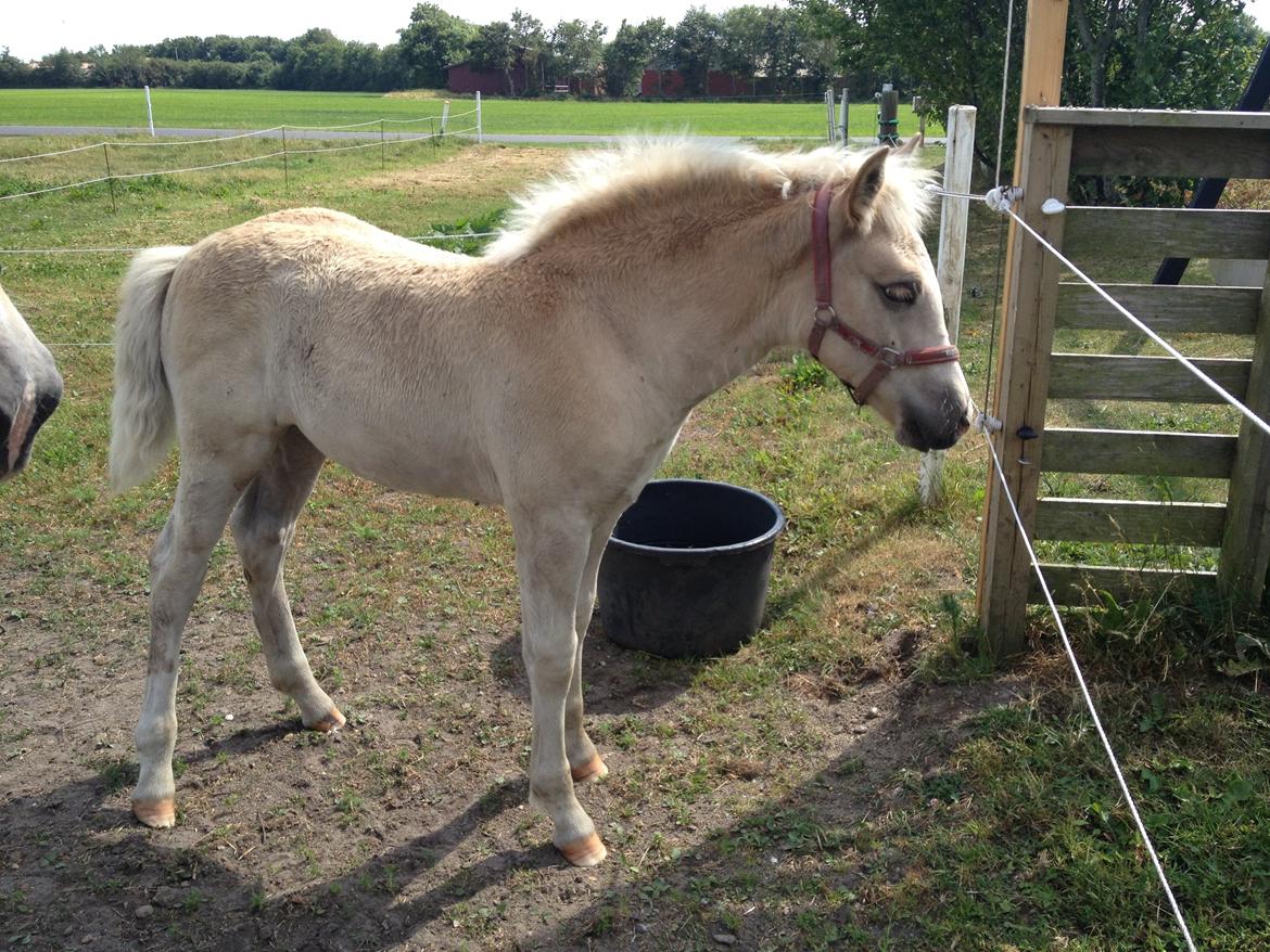 Haflinger Vanilla Mosbøl billede 16