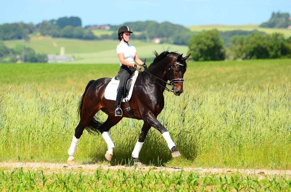 Oldenborg Højvangs Turbo billede 14