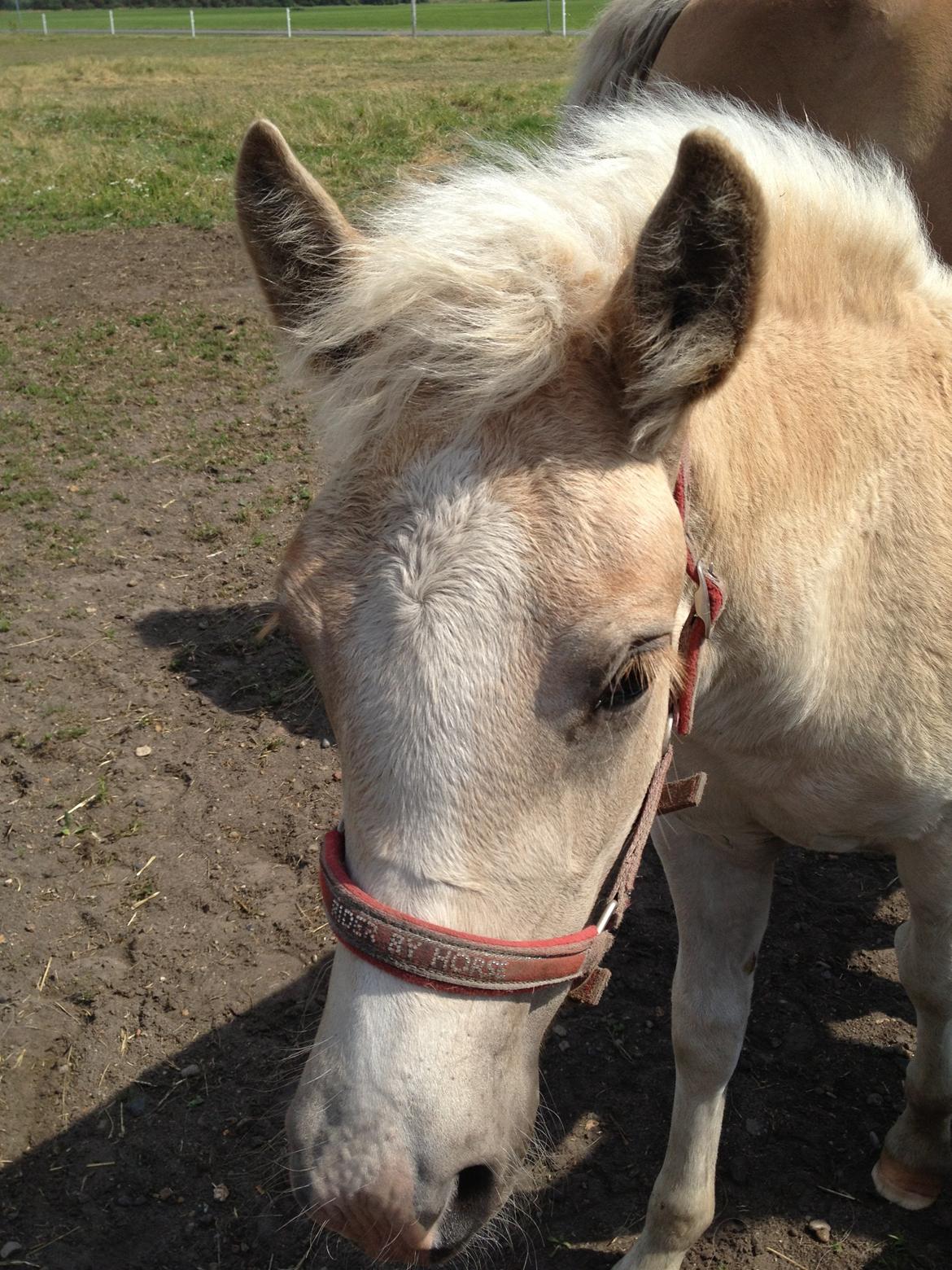 Haflinger Vanilla Mosbøl - Velkommen til Vanilla´s profil :) billede 1