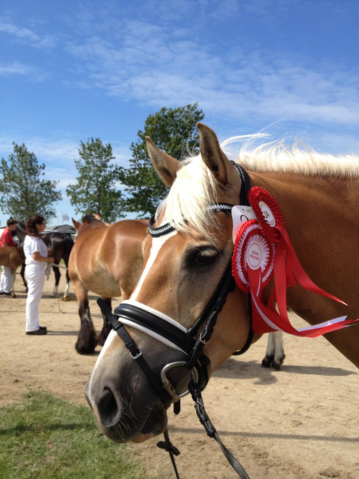 Haflinger My Fair Lady - Smukke Lady og hendes rosetter :) billede 17