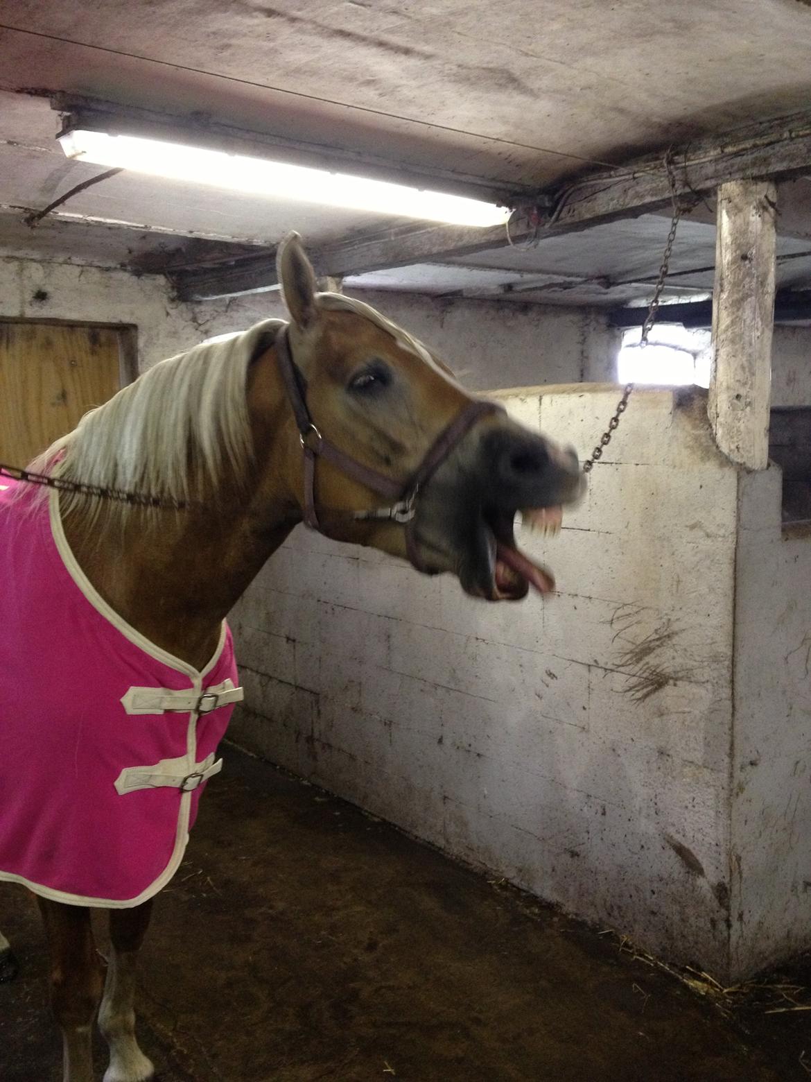 Haflinger My Fair Lady - En træt Lady billede 15