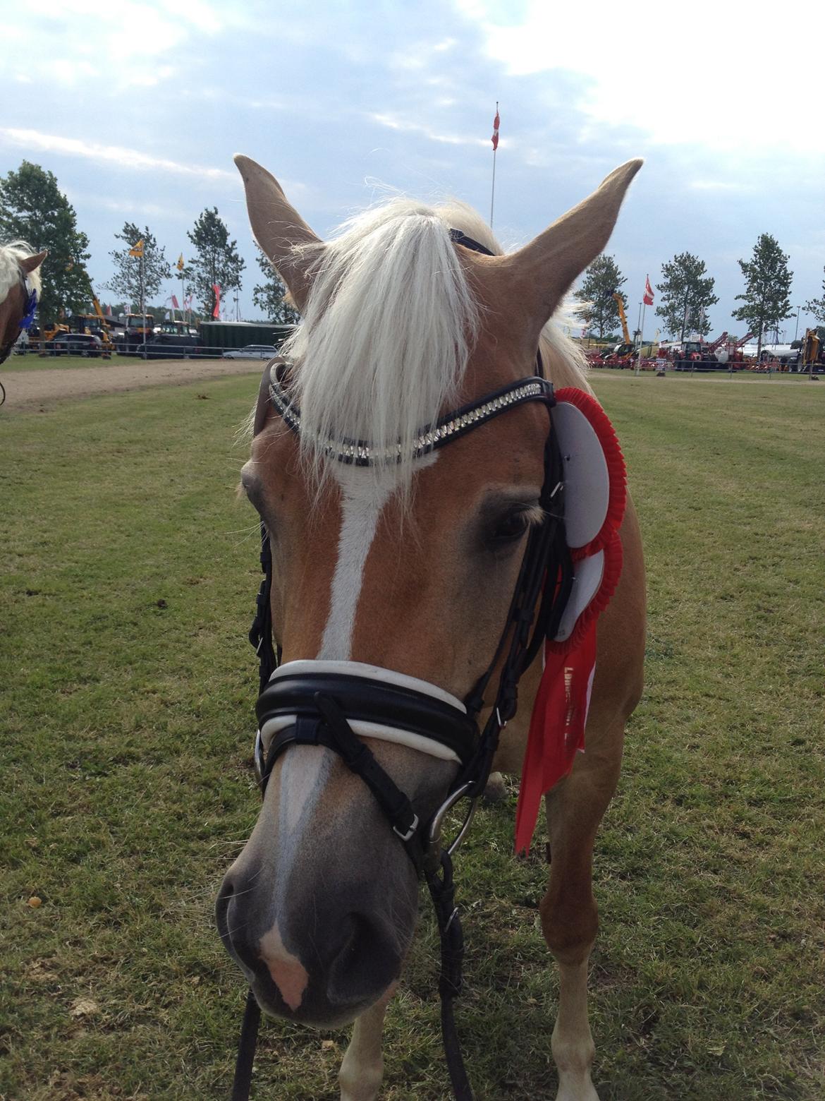 Haflinger My Fair Lady billede 18