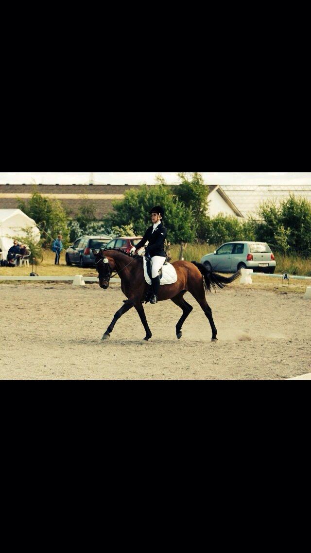 Dansk Varmblod Ellegaards Atea - LA1 64,25%. billede 1