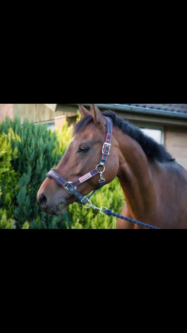 Dansk Varmblod Ellegaards Atea - Atea hjemme i haven sommeren 2014. billede 2