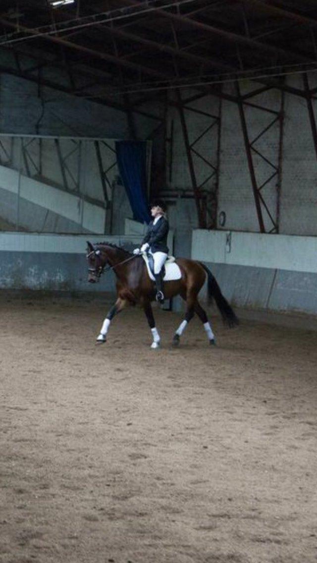 Dansk Varmblod Ellegaards Atea - Stævne i ÅRF september 2013. billede 14