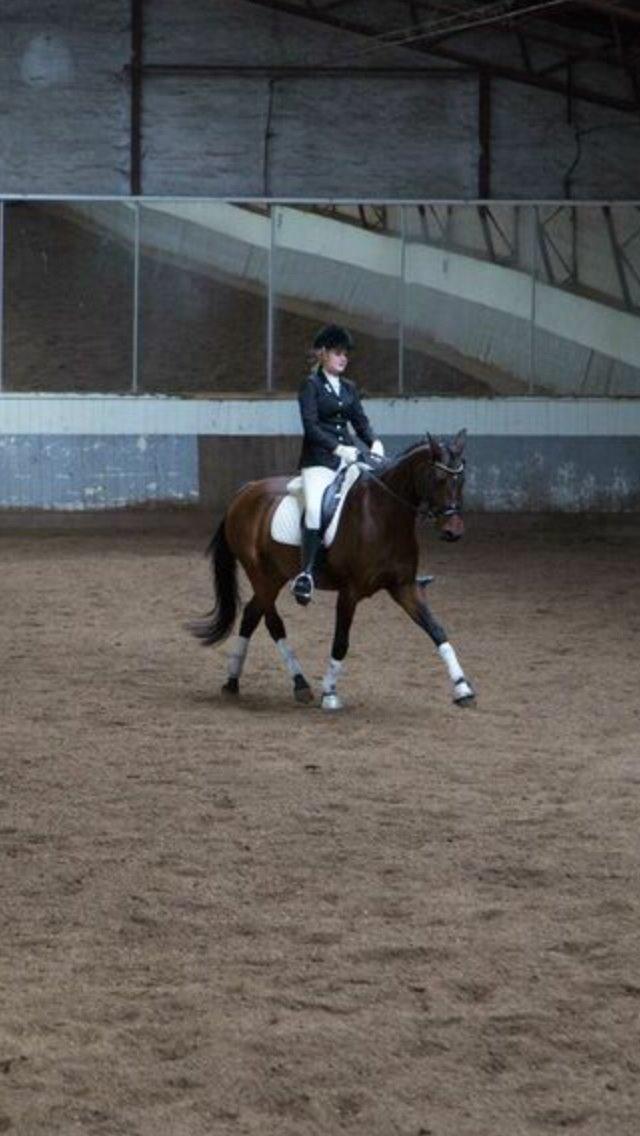 Dansk Varmblod Ellegaards Atea - Stævne i ÅRF september 2013. billede 16