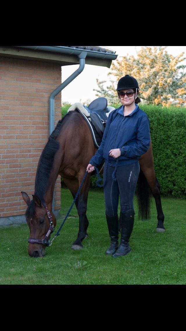 Dansk Varmblod Ellegaards Atea - Atea hjemme i haven sommeren 2014. billede 5