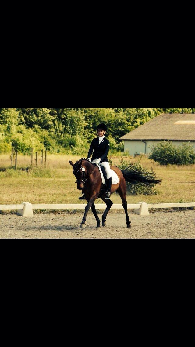 Dansk Varmblod Ellegaards Atea - LA1 64,25%. billede 7