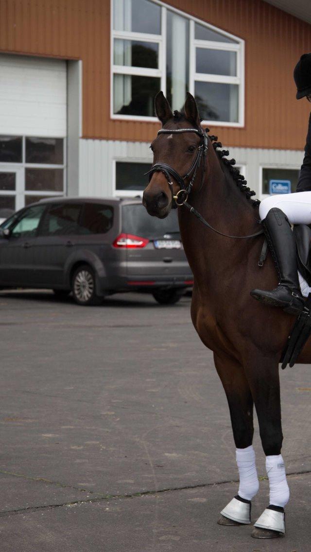 Dansk Varmblod Ellegaards Atea - Smukkeste Atea. billede 8