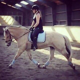 Fjordhest Carlos Sax - Dressurtræning juli 2014  billede 10