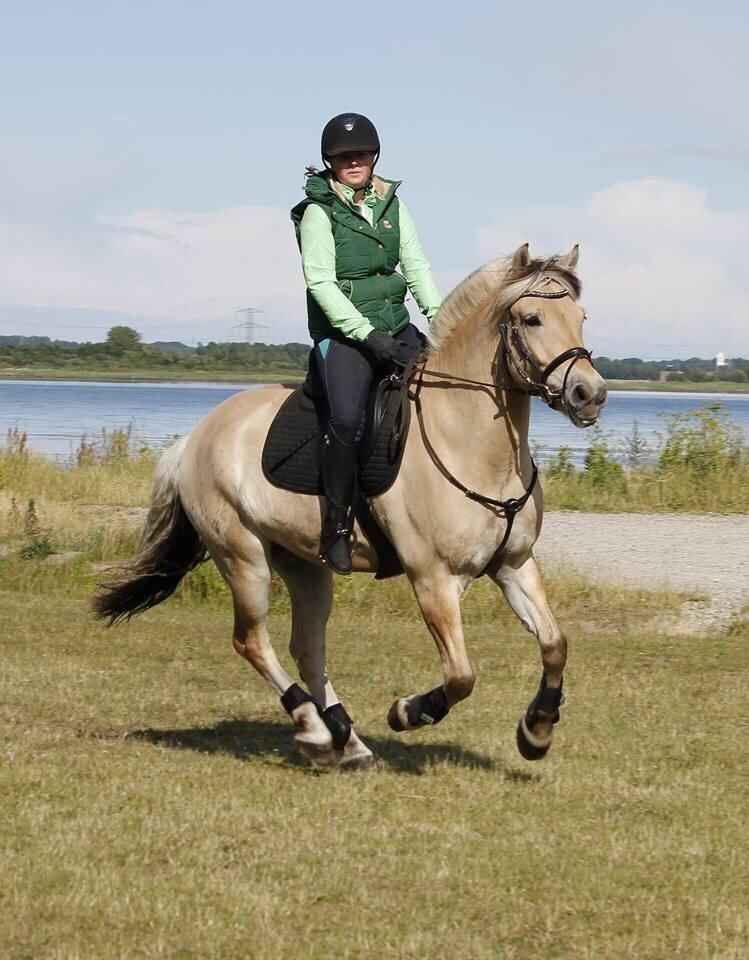 Fjordhest Carlos Sax billede 9