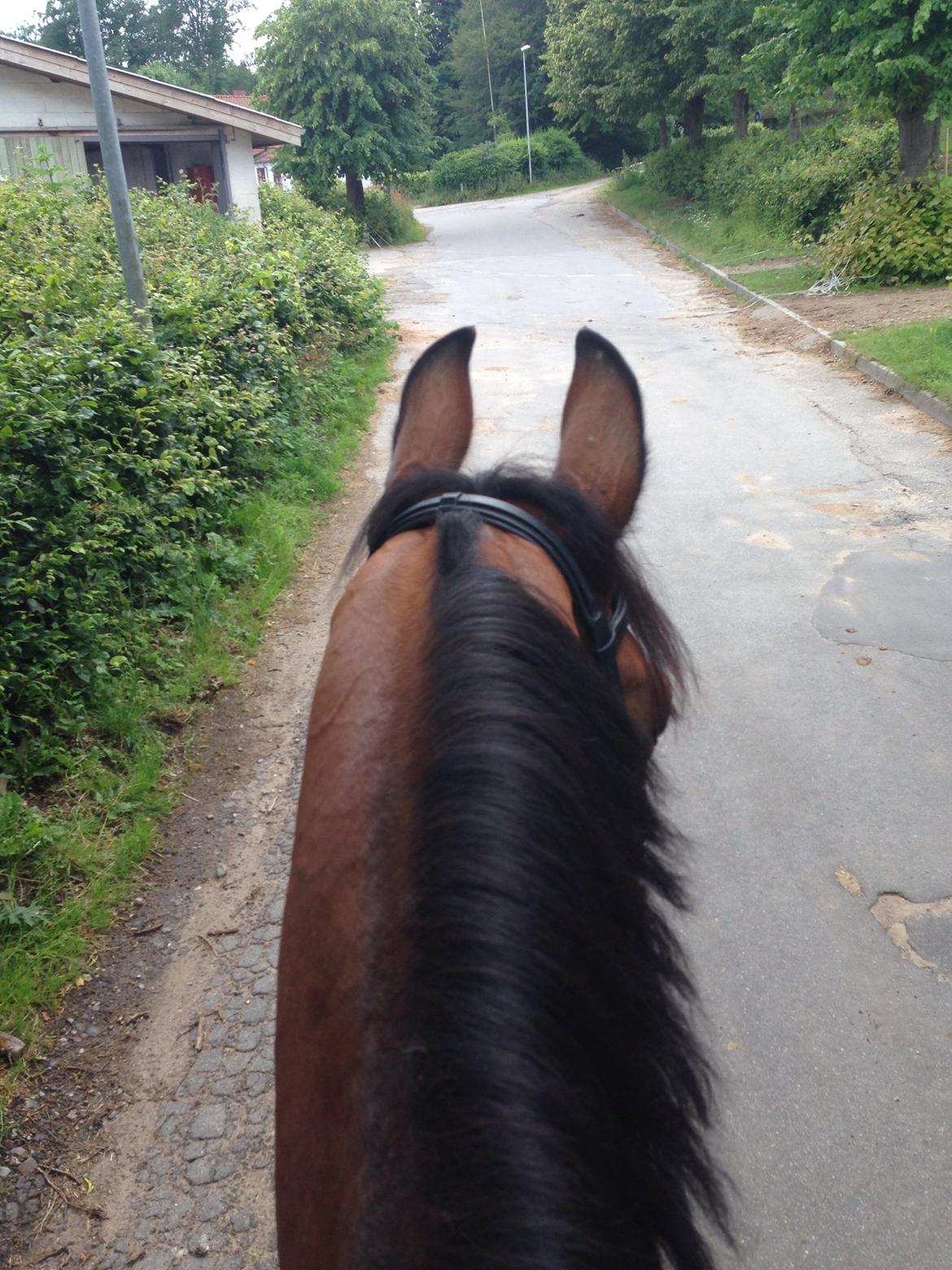 Holstener Lertevang's Cailex (låne hest) billede 13