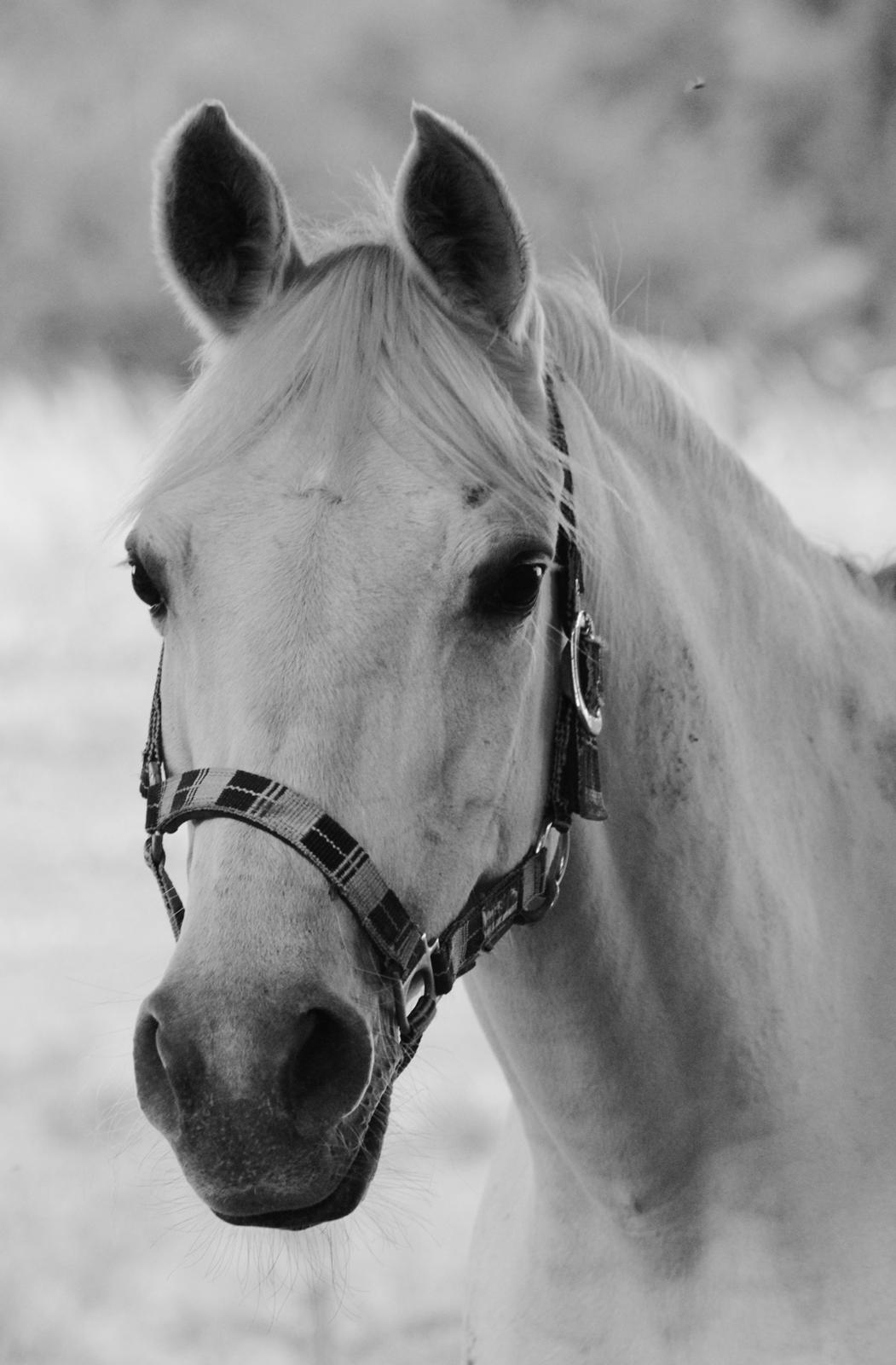 Sportsaraber (A) Jacklyn billede 7