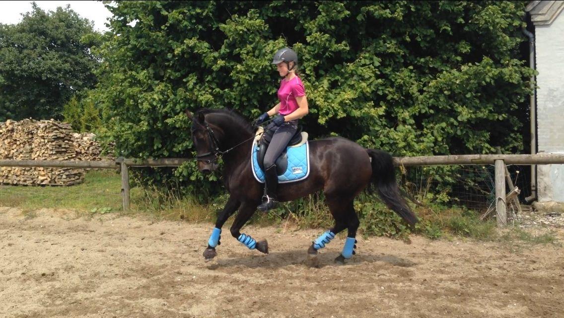DSP SS No Luxury [Tidl. lånepony] - Dressurtræning hjemme d. 6. juli 2014 billede 2