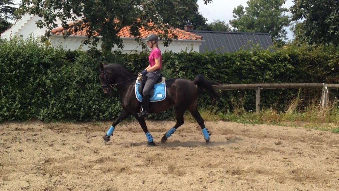 DSP SS No Luxury [Tidl. lånepony] - Dressurtræning hjemme d. 6. juli 2014 billede 1