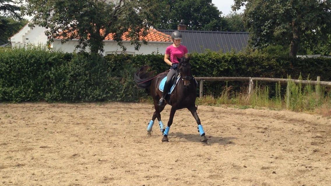 DSP SS No Luxury [Tidl. lånepony] - Ok schenkelvigning til dressur d. 6. juli 2014 billede 3