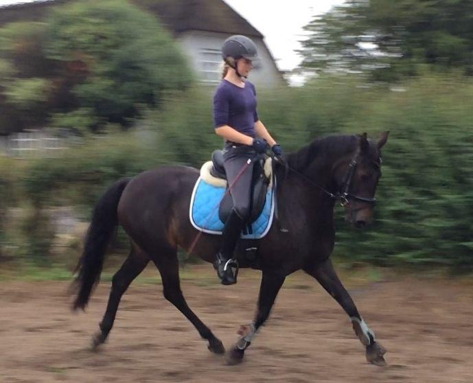 DSP SS No Luxury [Tidl. lånepony] - Dressur d. 5. juli 2014 billede 9