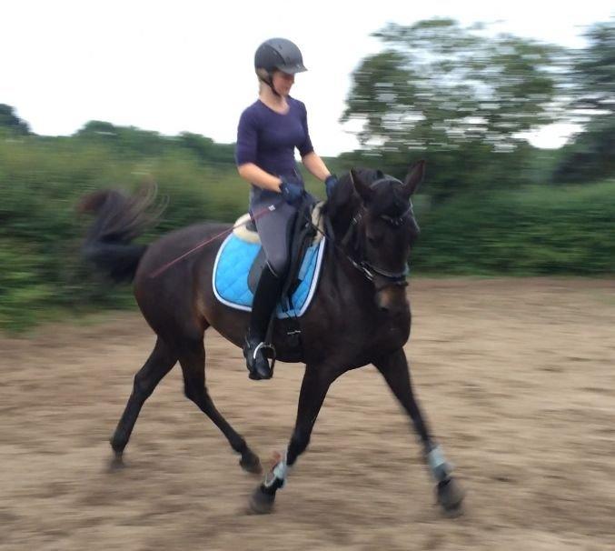 DSP SS No Luxury [Tidl. lånepony] - Dressur d. 5. juli 2014 - Versade på volte billede 10