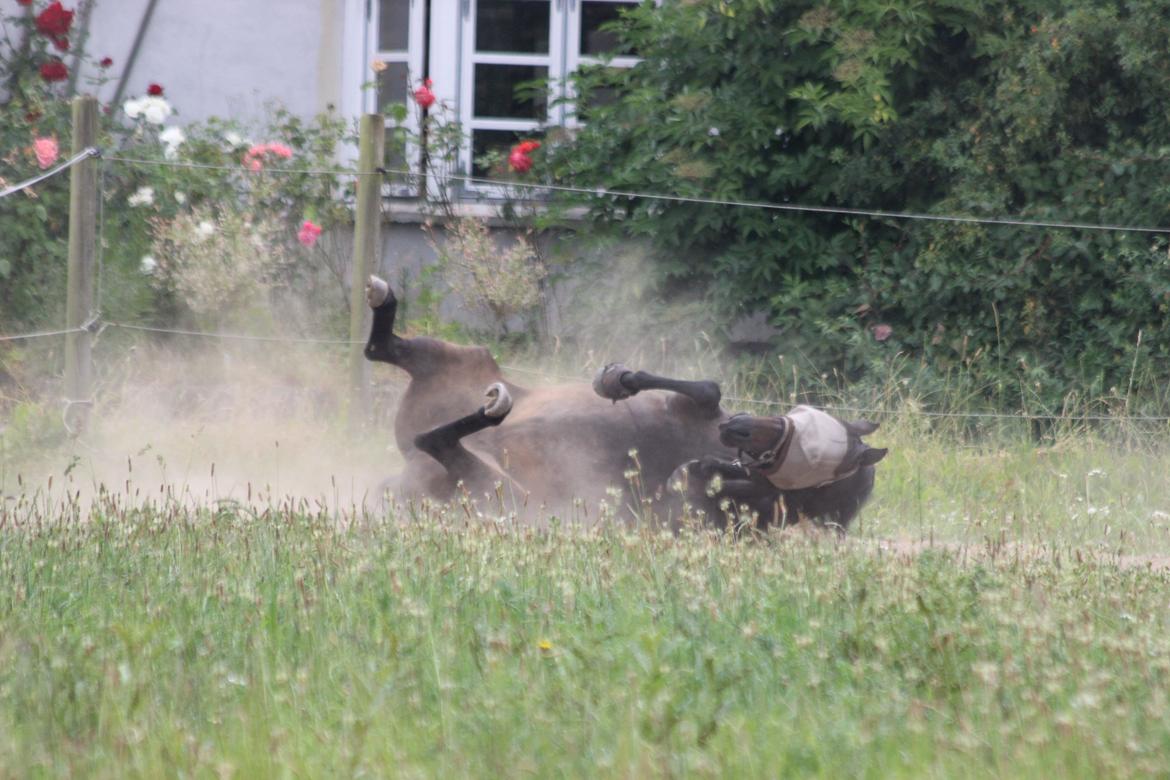 DSP SS No Luxury [Tidl. lånepony] - Hun hygger sig på folden billede 13