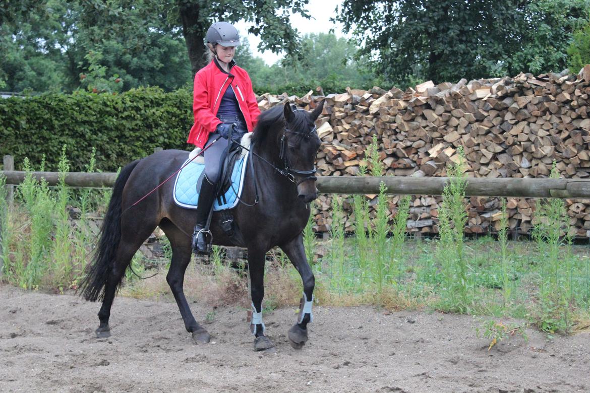 DSP SS No Luxury [Tidl. lånepony] - Skridt d. 5. juli 2014 billede 8