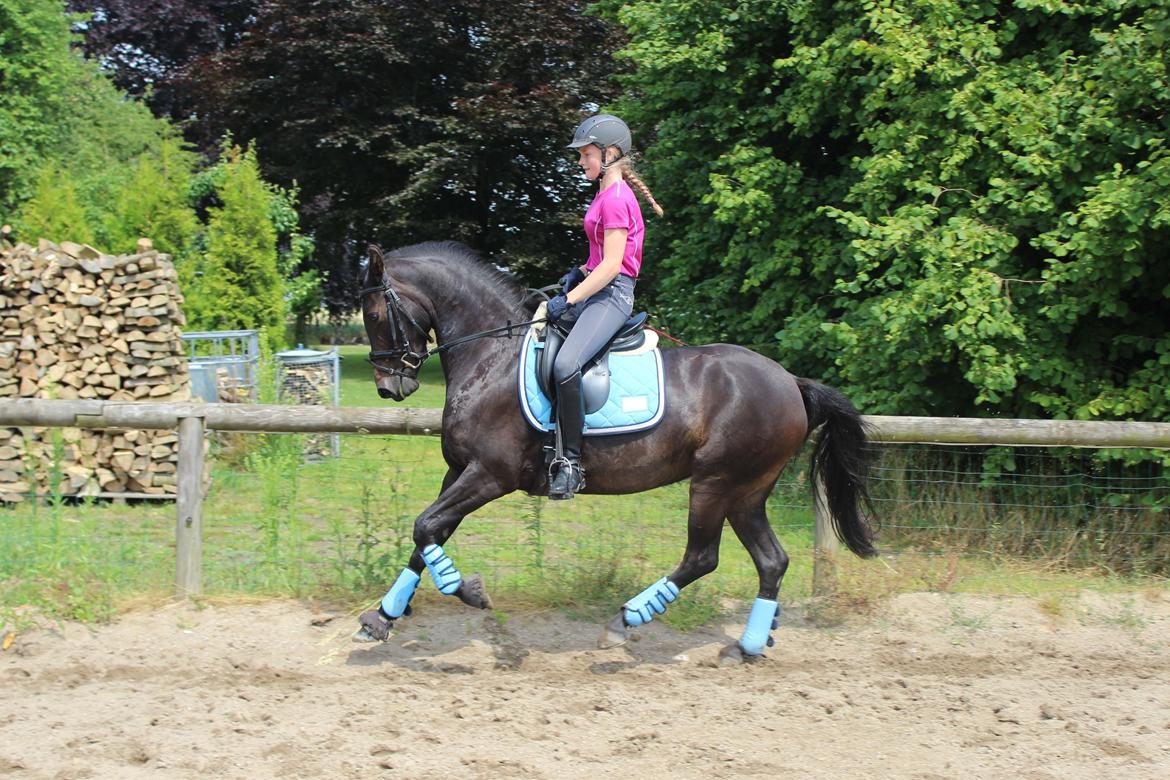 DSP SS No Luxury [Tidl. lånepony] - Dressur d. 6. juli 2014 billede 6