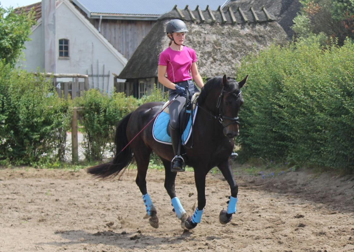 DSP SS No Luxury [Tidl. lånepony] - Dressur d. 6. juli 2014 billede 4