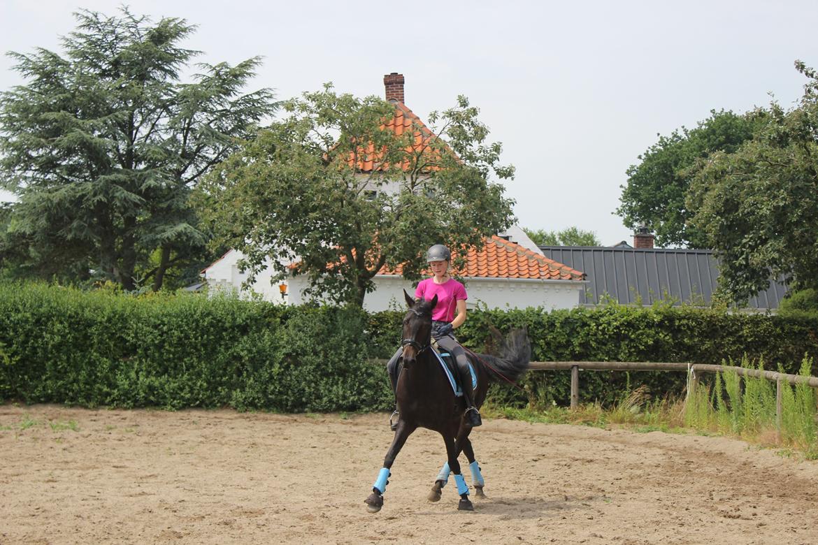 DSP SS No Luxury [Tidl. lånepony] - Dressur d. 6. juli 2014 billede 5