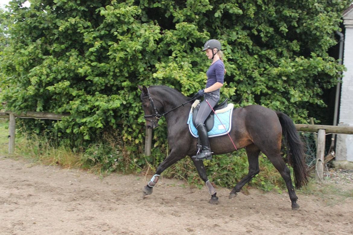 DSP SS No Luxury [Tidl. lånepony] - Dressur d. 5. juli 2014. billede 11