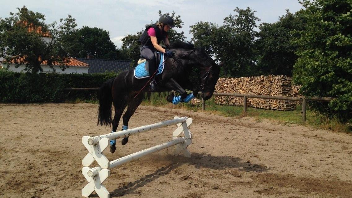 DSP SS No Luxury [Tidl. lånepony] - 80 cm. Jeg følger ikke med over, da hun først stoppede og så sprang :0 billede 7