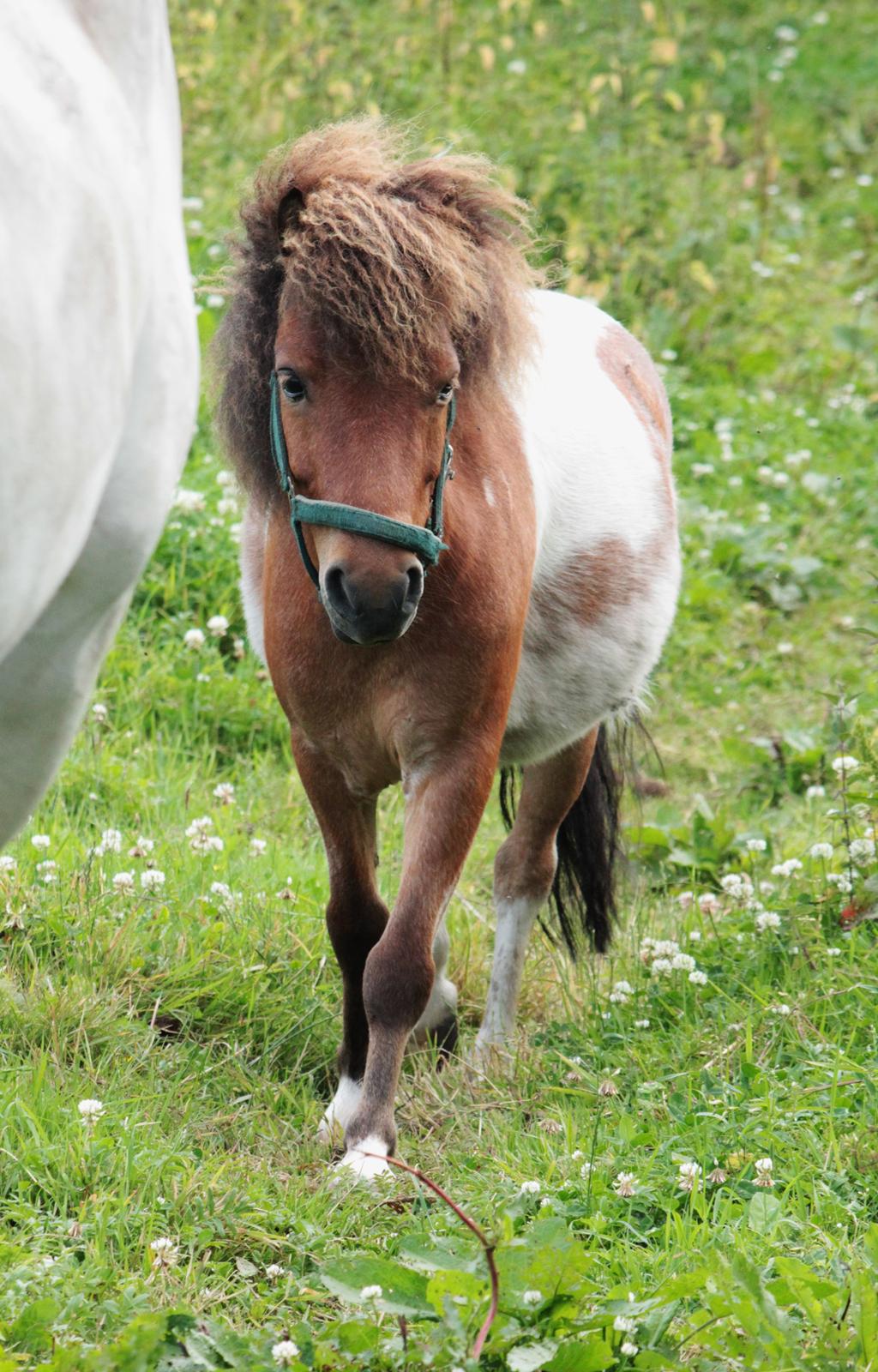 Shetlænder Archie billede 33