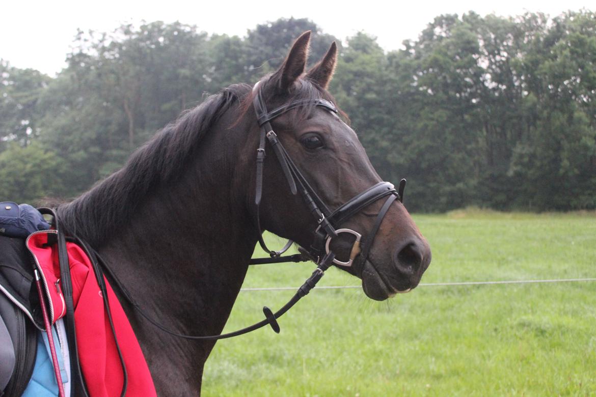 DSP SS No Luxury [Tidl. lånepony] - Luxus kønne hoved billede 12