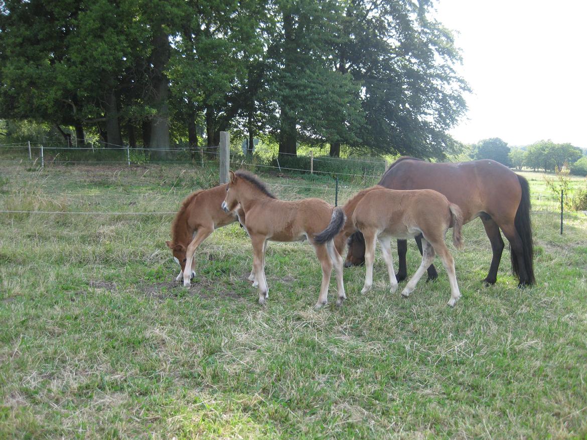 Islænder Sjúss fra Hvergi - 19 dage gammel billede 6