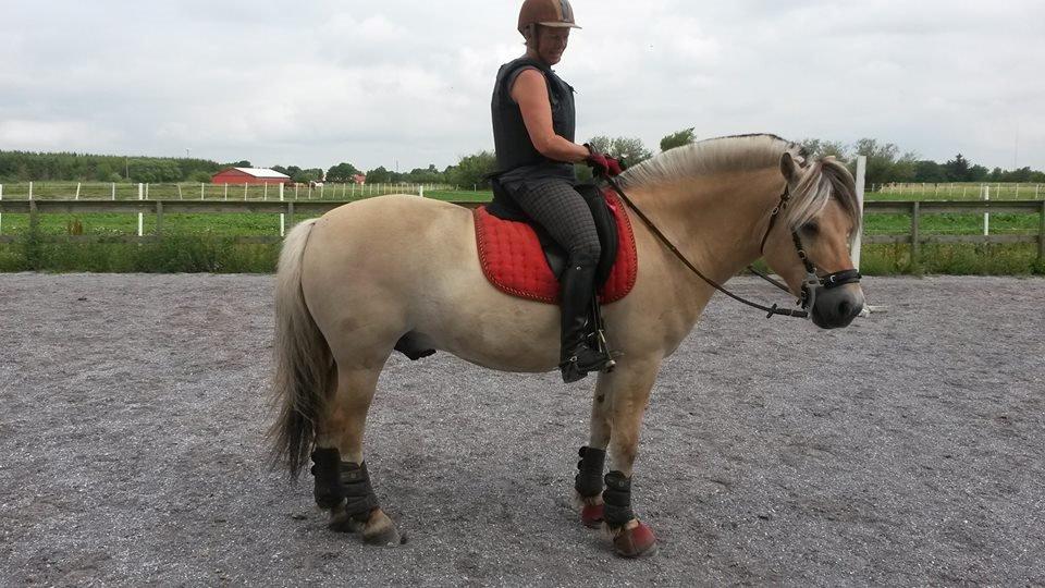 Fjordhest Birkens Jack - 6 juli 2014 først gang rider med hackermoe billede 43