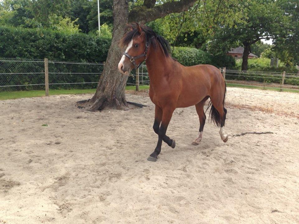 Anden særlig race Luka ( Luksen) - ude på fold på ansager dyrhospital . d. 2-07-14. billede 11